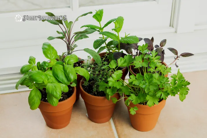 Growing Herbs Indoor for garden