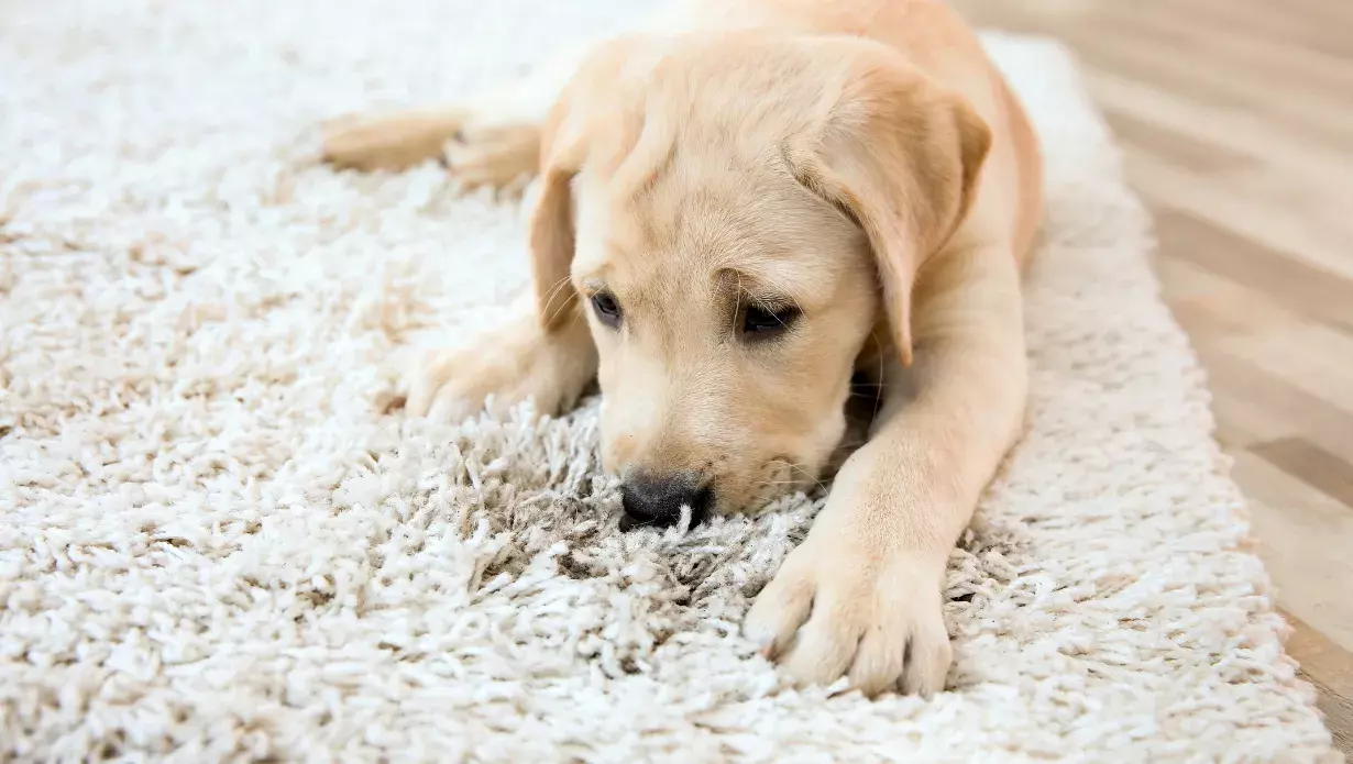 Clean Dog Diarrhea from Carpet – The Ultimate Guide