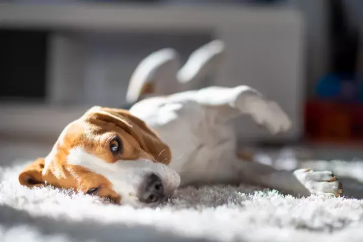 Clean Dog Diarrhea from Wool Carpet