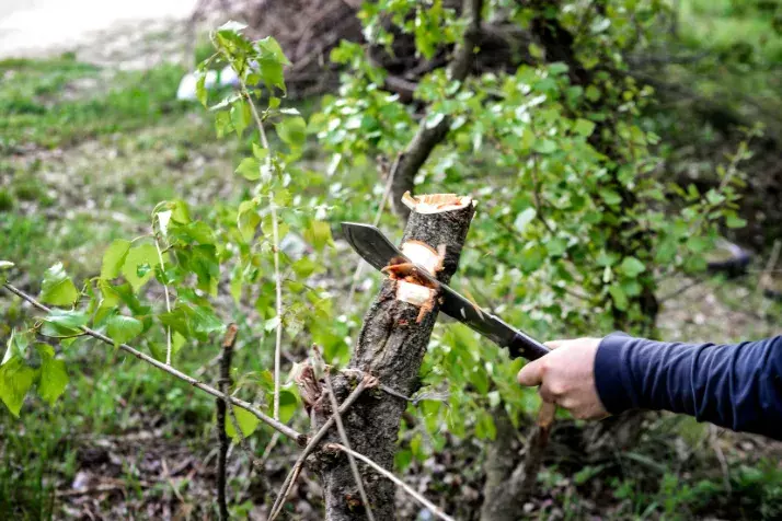 Cutting Wood Using a Sharp Machete