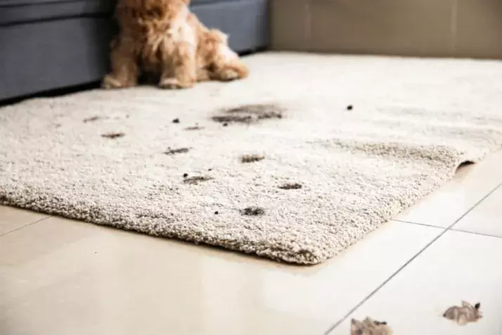 How Do I Get Poop Smell Out of Carpet