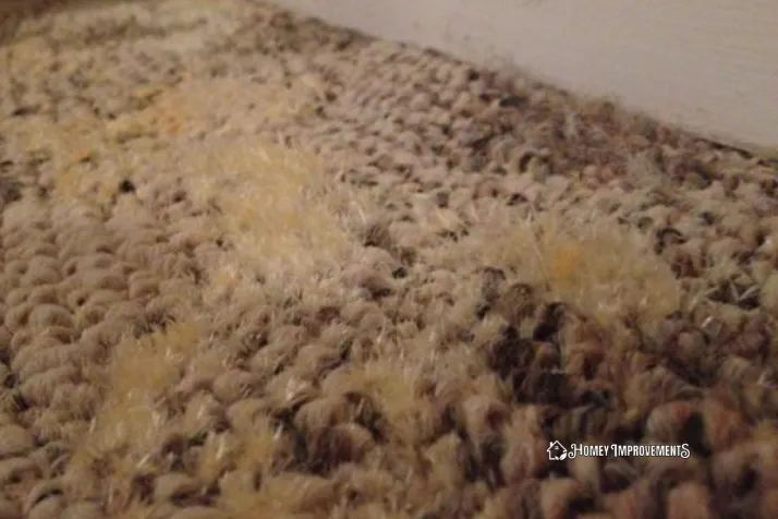 identify mold on carpet