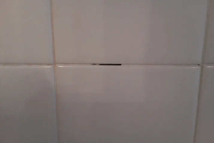 Bugs on Shower Grout