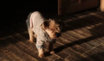 How to Get Dog Pee Out of Wood Floors - Tips and Secrets