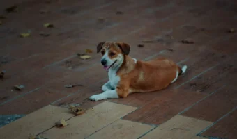 How to Choose Best Flooring for Dogs – {Year} Guide