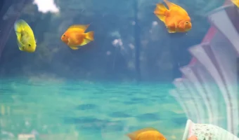 How to Clean Aquarium Glass White Residue?