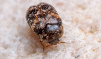 How to Get Rid of Carpet Beetles and Larvae (Once and for All)