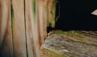 How to Remove Mold from Wood - 6 Easy Ways
